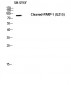 Cleaved-PARP-1 (D214) Polyclonal Antibody